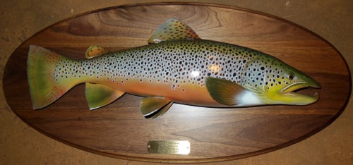 22'' Montana Brown Trout 

(on A Walnut plaque)